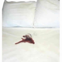 Adjustable Bed CottonGuard Mattress Pad