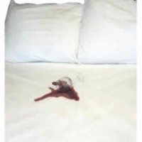 Adjustable Bed CottonGuard Mattress Pad